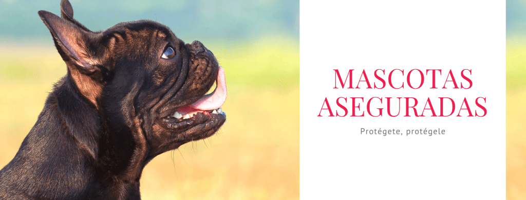 mascotas aseguradas